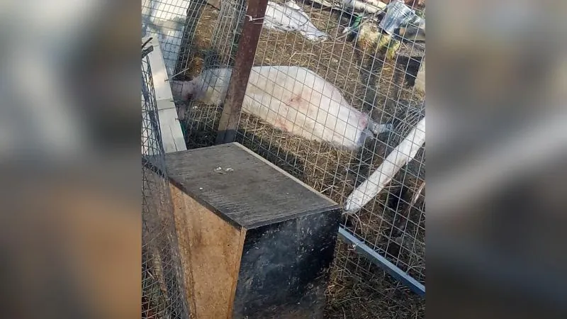 Псы на самовыгуле задушили кроликов и павлинов под Раменским