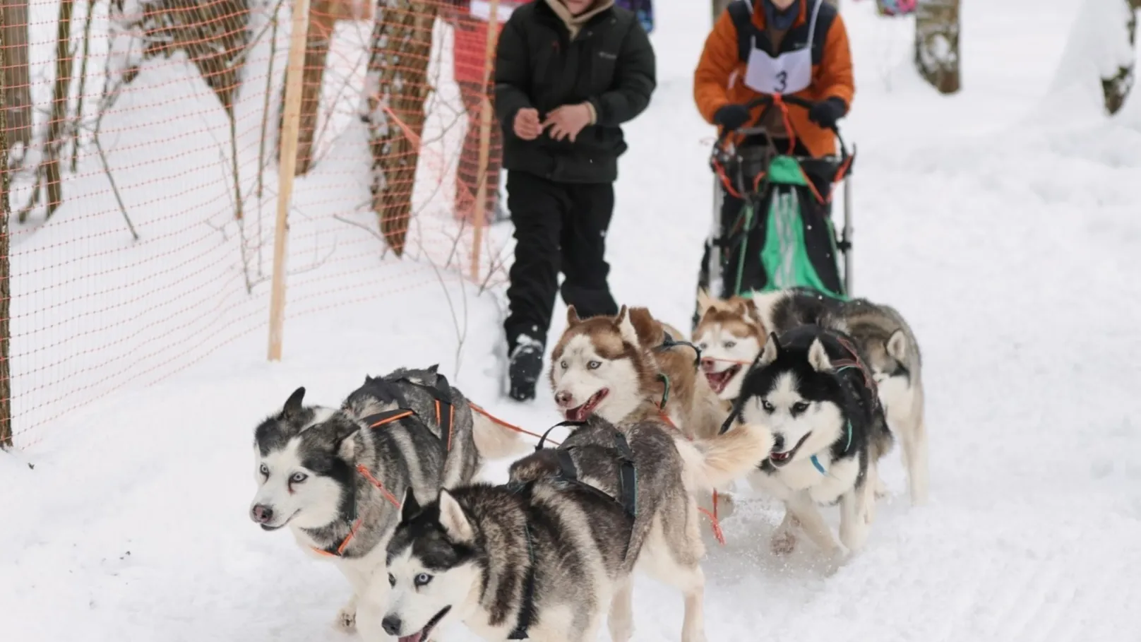 Фото: центра ездового спорта и туризма «Бореалис»