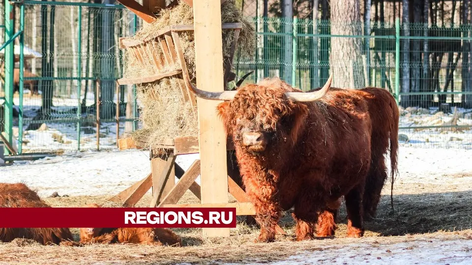 Фото: МедиаБанк Подмосковья/Данила Кирьянов