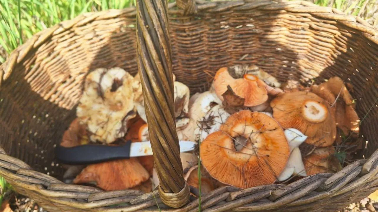 ГКУ МО "Мособлпожспас"