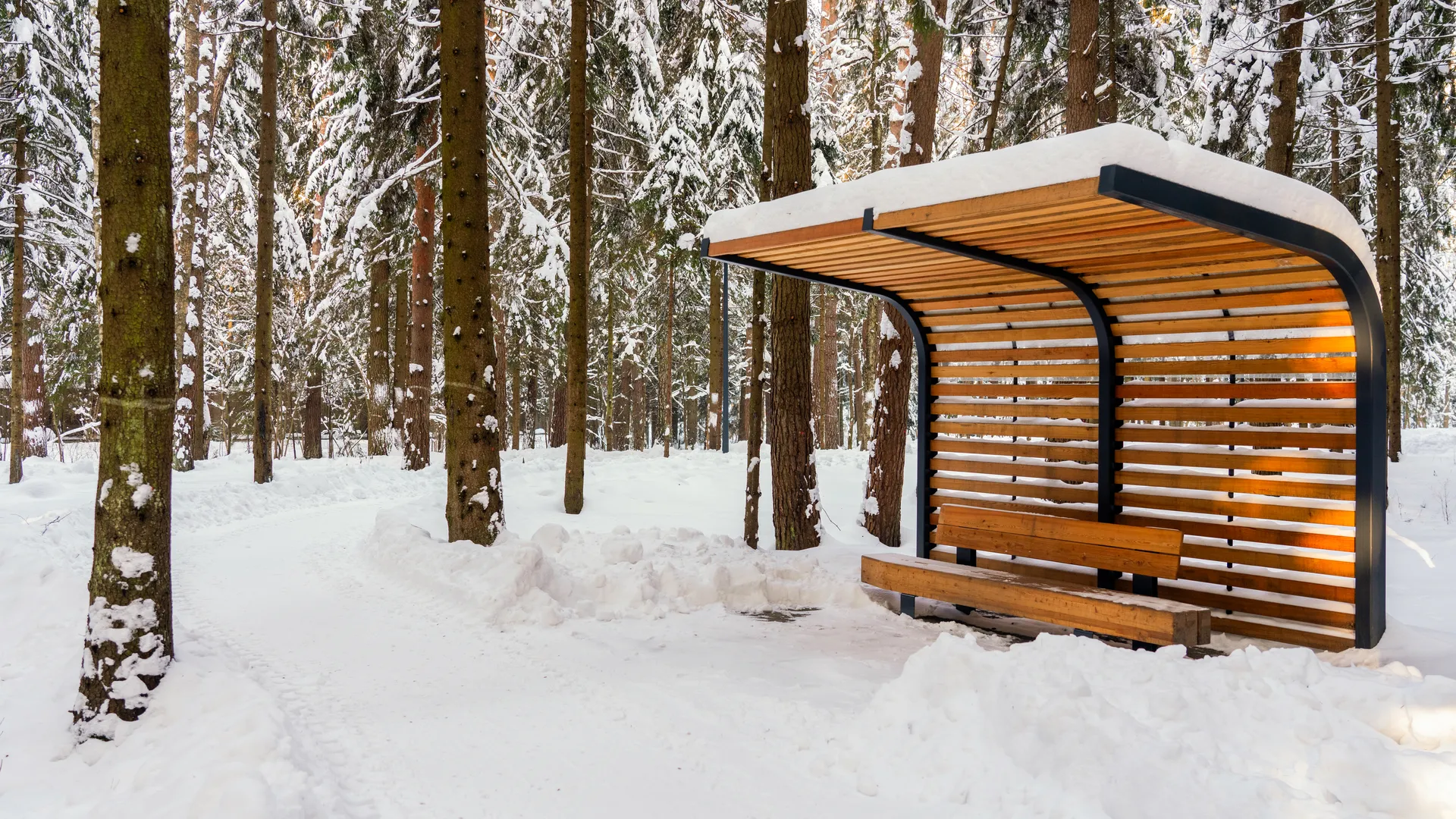 Зима в лесопарке «Масловский лес» Одинцовского округа
