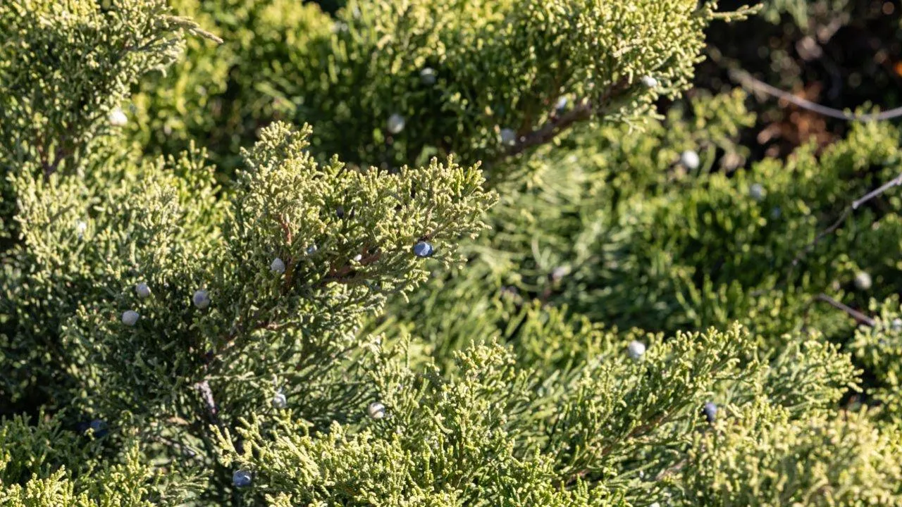 REGIONS/Роман Малышенко