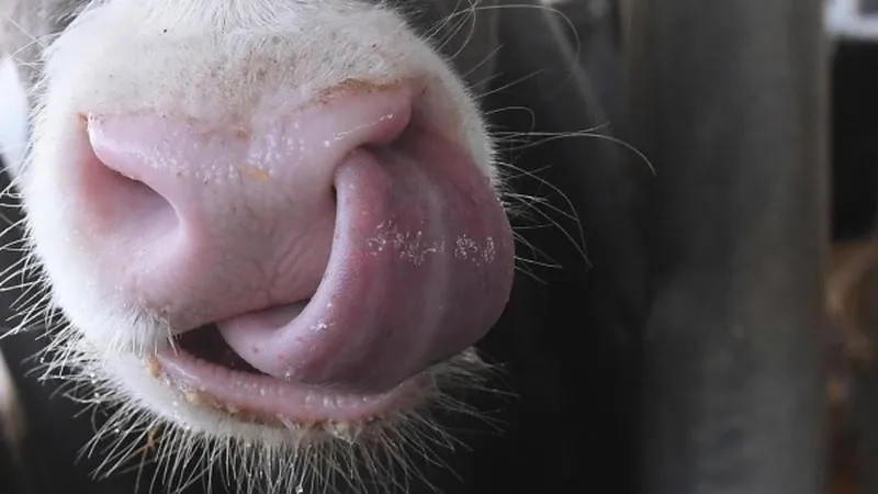 Сорок миллионов уже выделили подмосковным фермерам на корма для животных