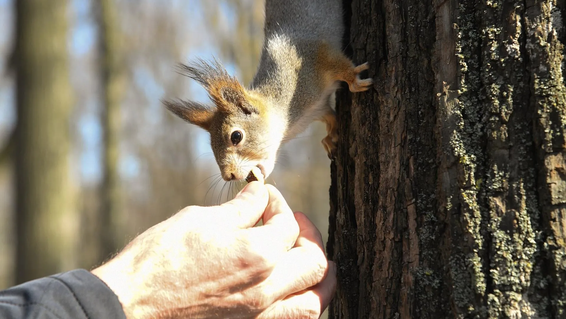 t.me/usadbakrivyakino