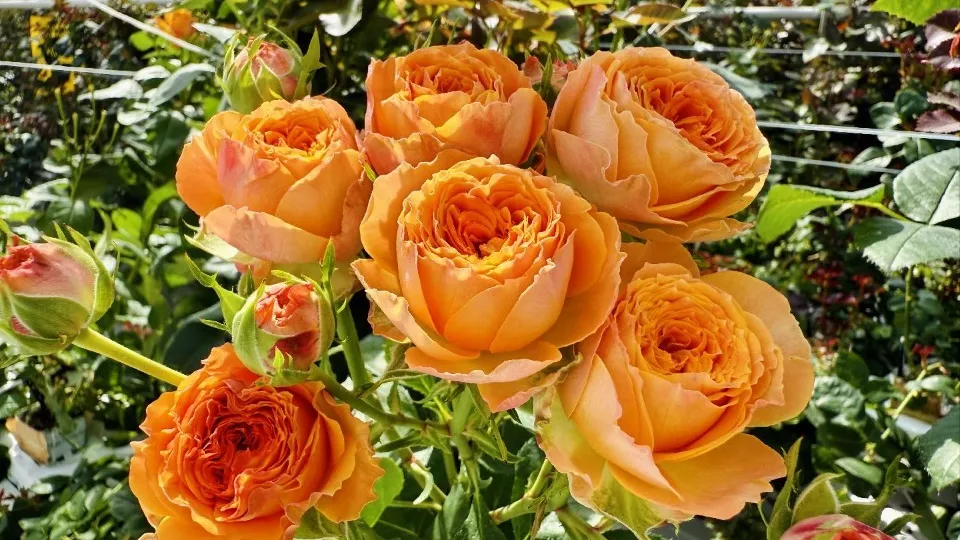 Фото: МедиаБанк Подмосковья/Ольга Стаферова