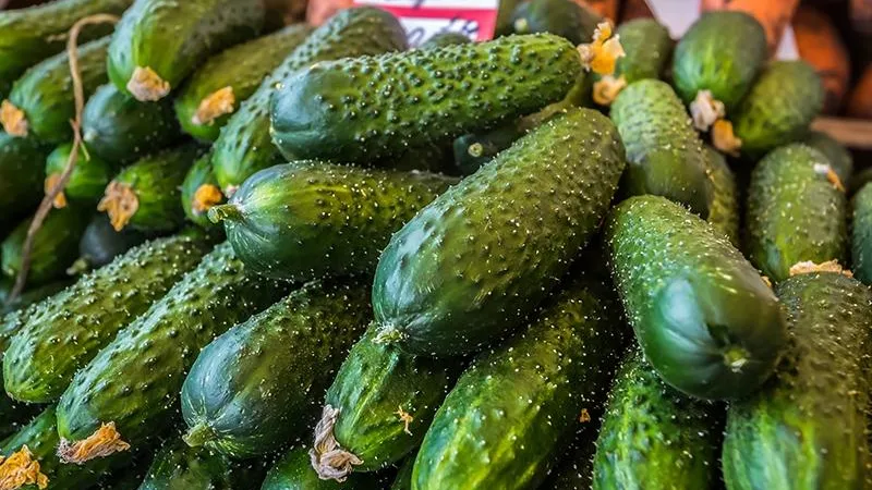 В полтора раза выросли продажи луховицких огурцов благодаря интересу президента