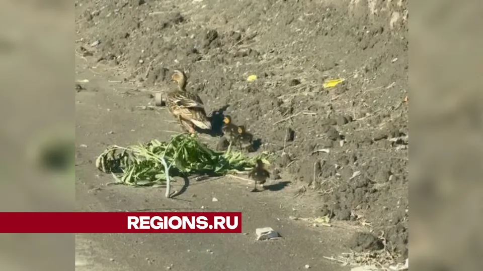 Фото: Илья Попов