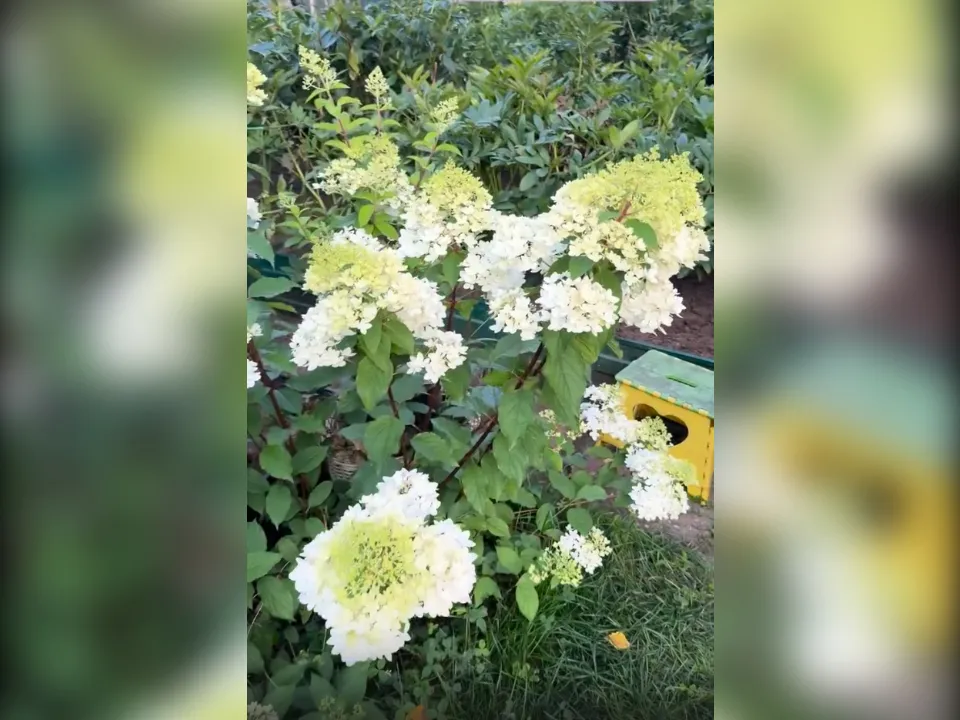 Сорт Пинкачу. Фото: Любовь Аристархова