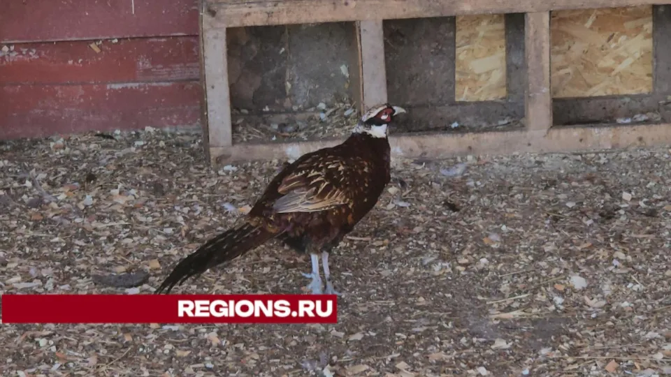 Фото: REGIONS/Александр Степушкин