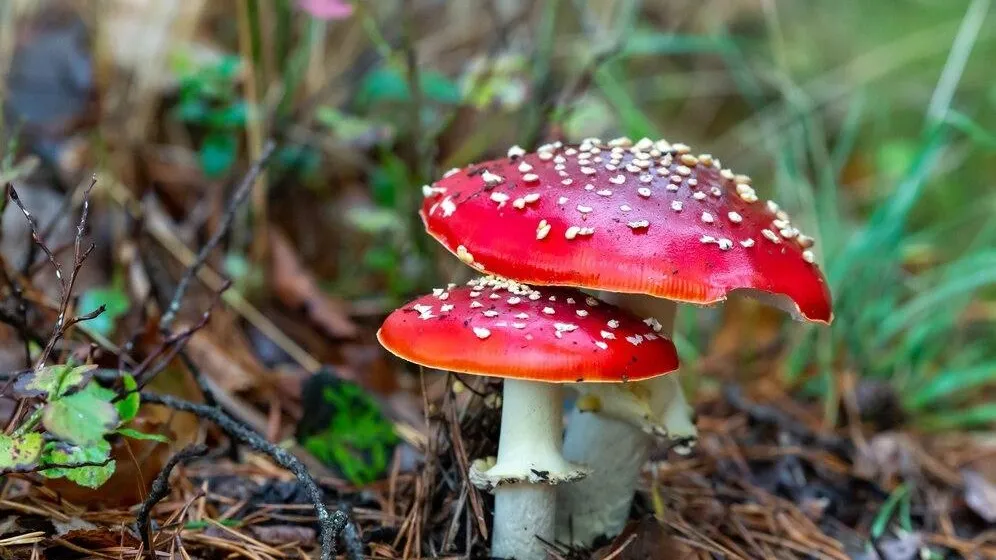 медиасток.рф