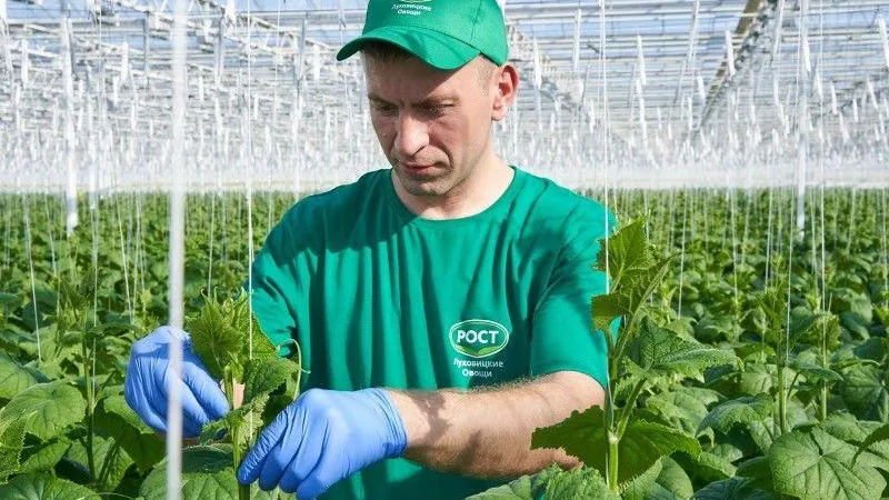 Новый тепличный комплекс откроют в городском округе Луховицы