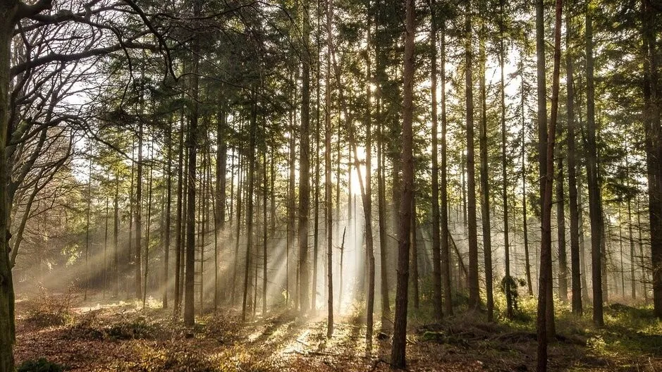 Фото: freepik.com