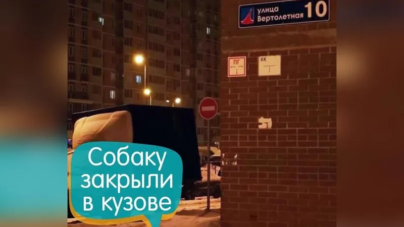 Собак заперли в кузове «Газели» в Люберцах