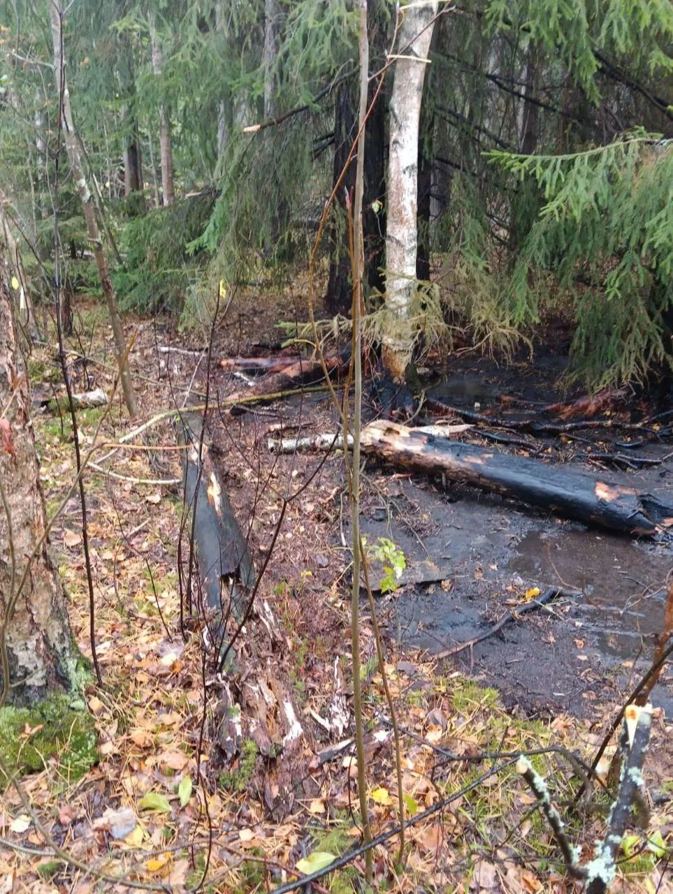 Фото: Комитет лесного хозяйства Московской области