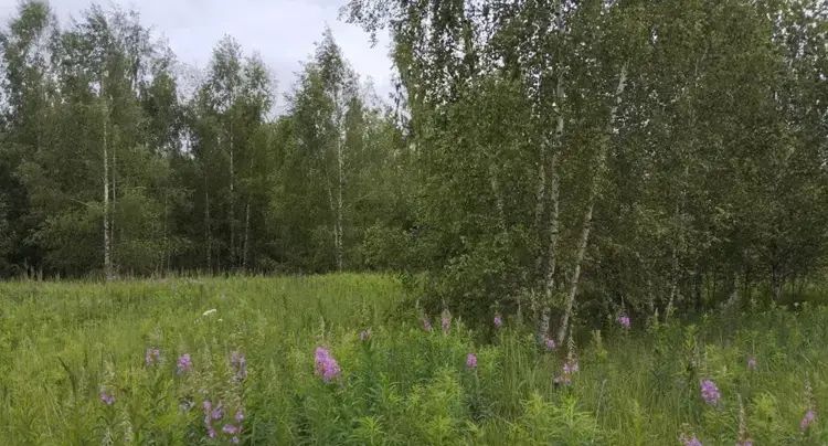 В Подмосковье определили округа-лидеры по числу выставленных на торги объектов