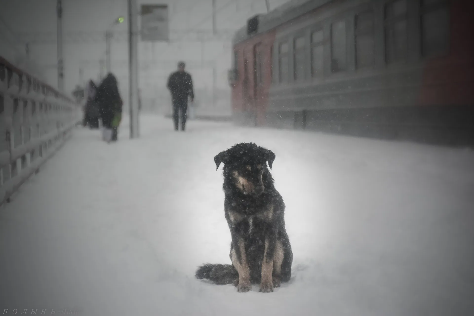 Фото: Руслан Полянин