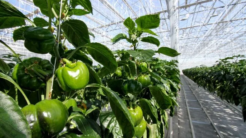 Министерство сельского хозяйства и продовольствия МО