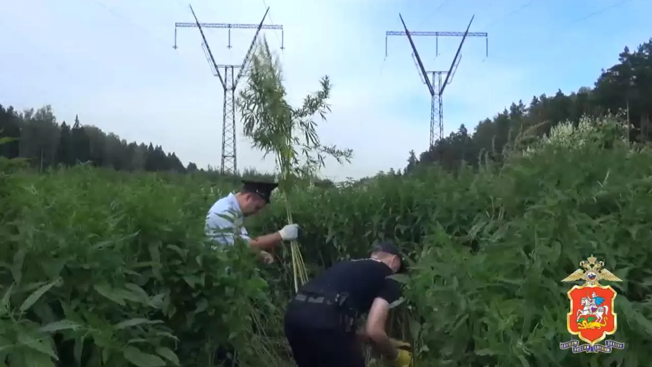 Более гектара дикорастущей конопли уничтожили в Ленинском округе