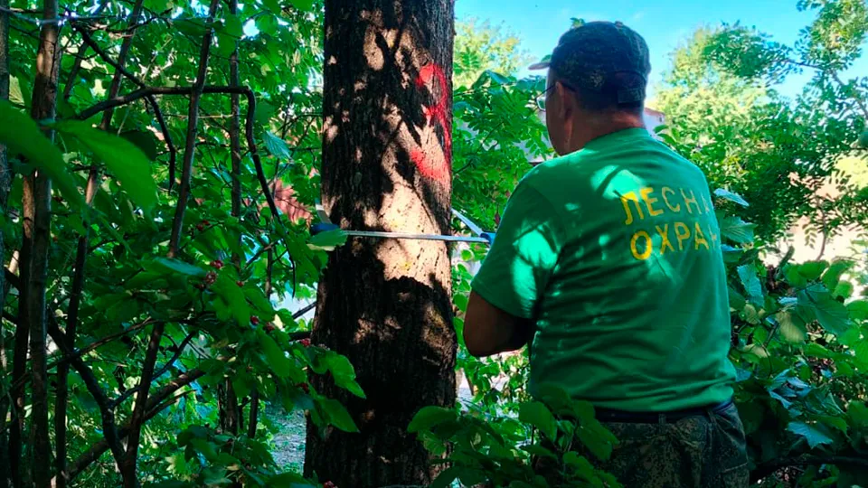 Фото: t.me/lesnichestvoLukhovitsy