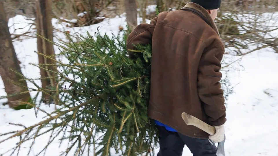 Фото: Комитет лесного хозяйства Московской области
