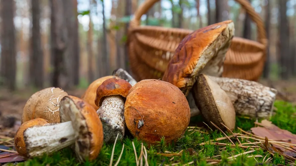 Фото: freepik.com