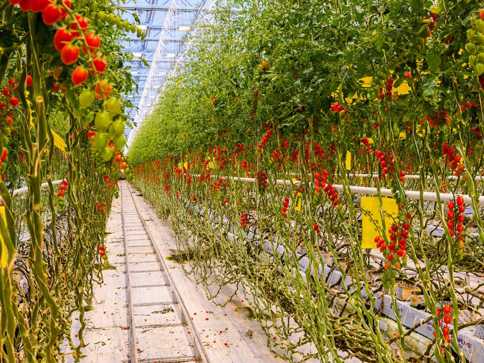 Фото: Министерство сельского хозяйства и продовольствия Московской области