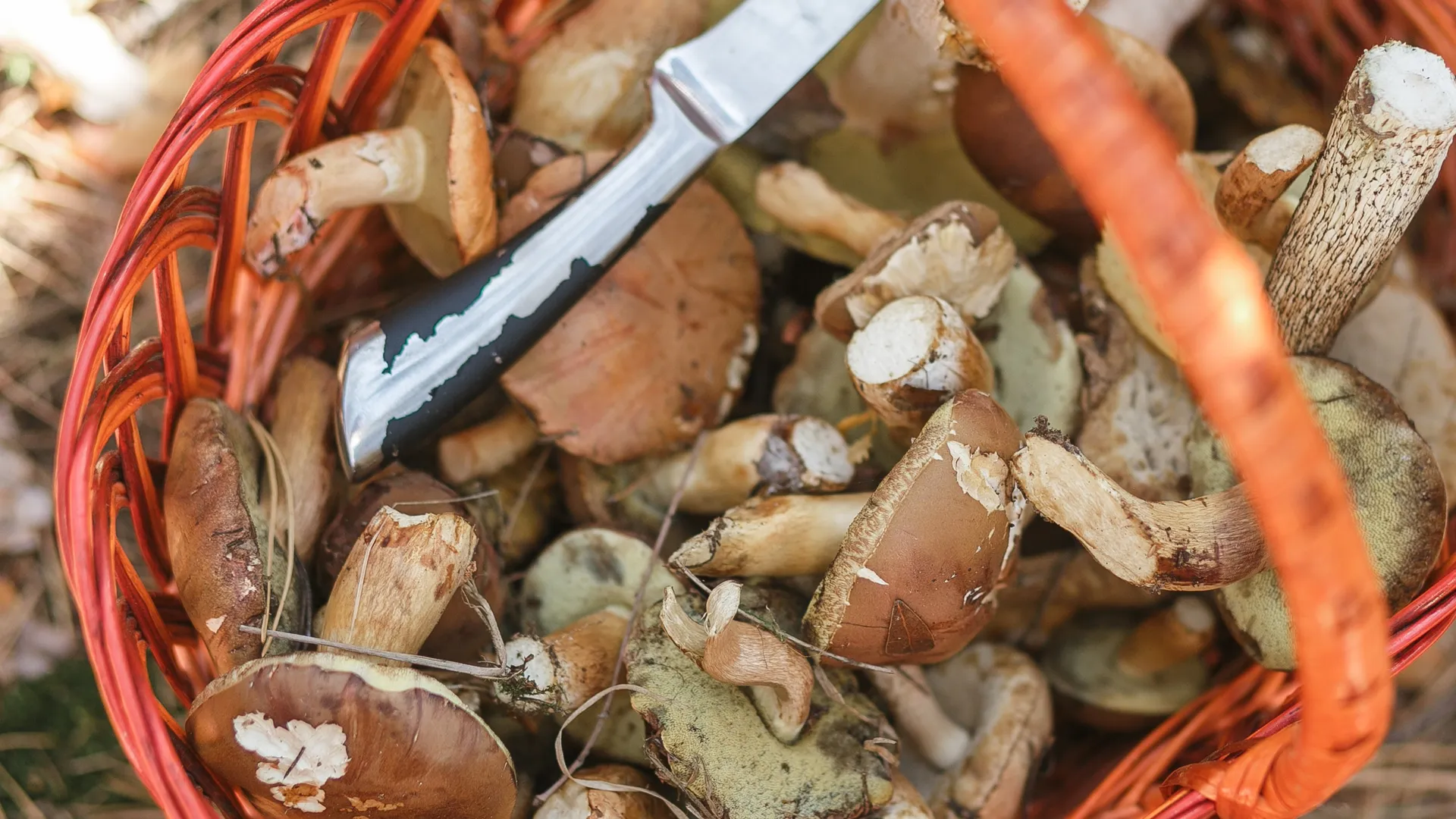 Фото: freepik.com