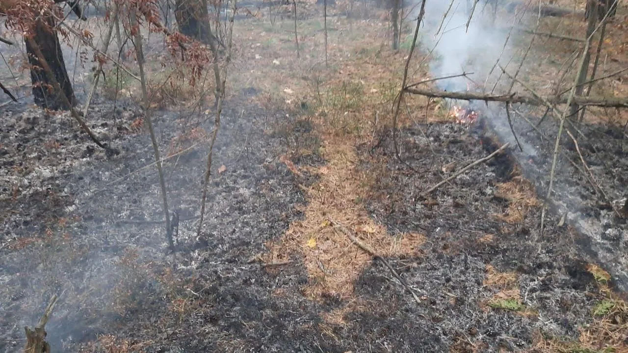 Комитет лесного хозяйства Московской области