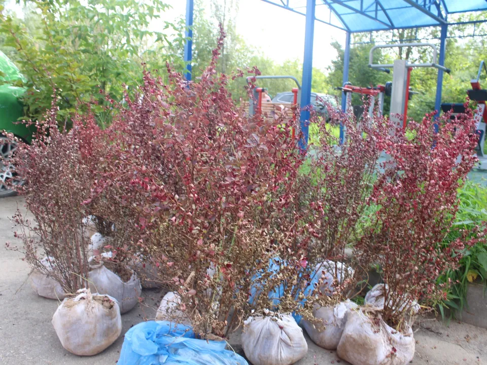 Фото: пресс-служба Администрации г. о. Фрязино