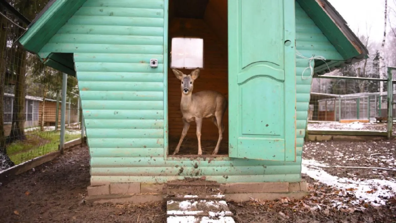 Кровь на снегу и открытая рана: отряд «Сова» спас раненую косулю