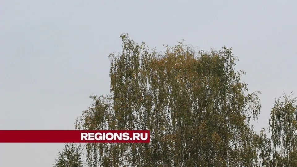 Фото: REGIONS/Александр Дрожжин