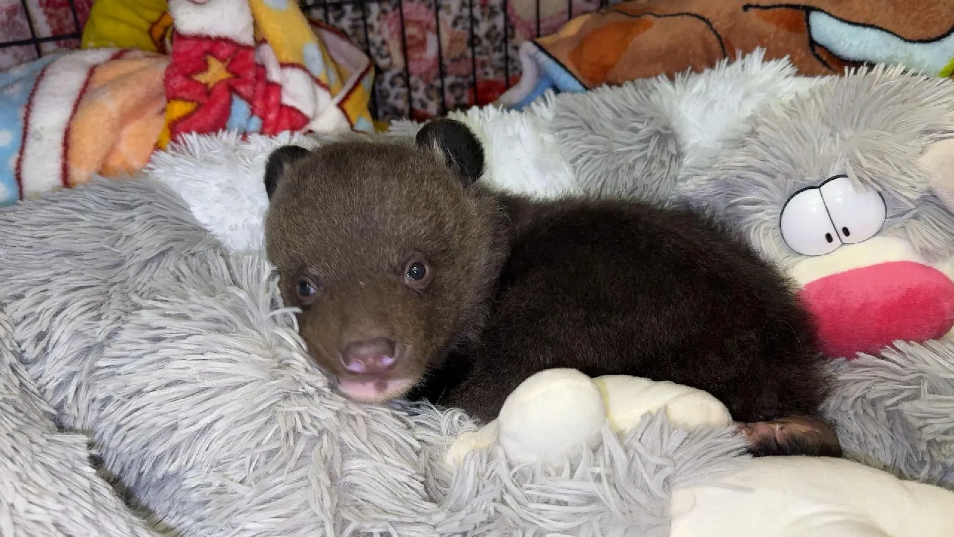 МедиаБанк Подмосковья/Данила Кирьянов