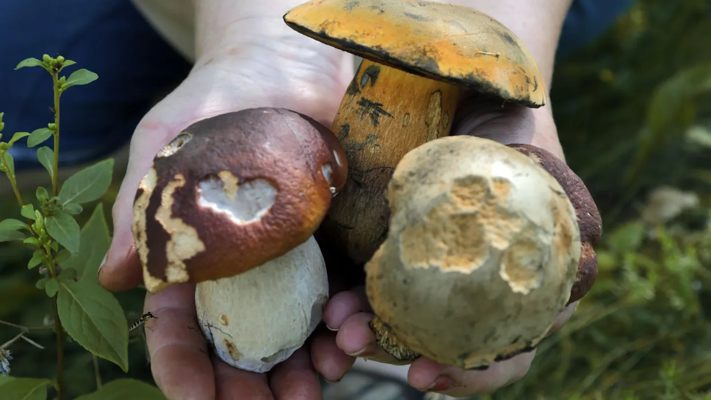 Фото: медиасток.рф