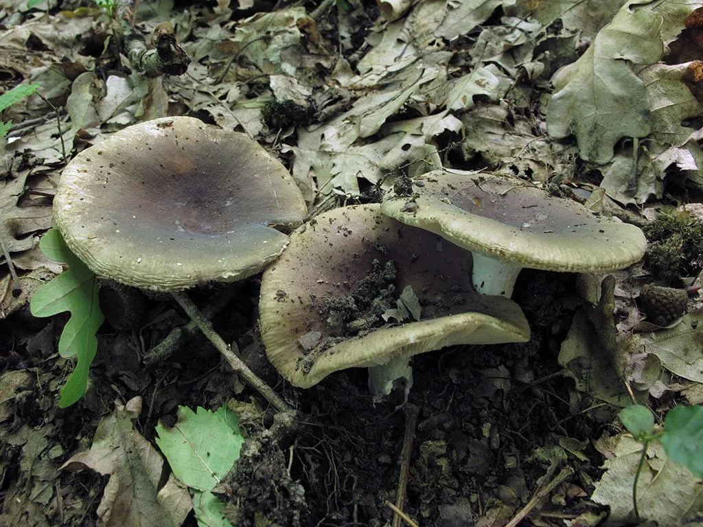 Министерство экологии и природопользования Московской области