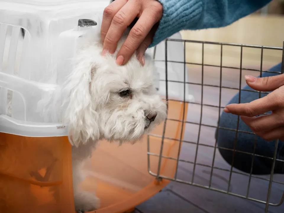 Фото: freepik.com