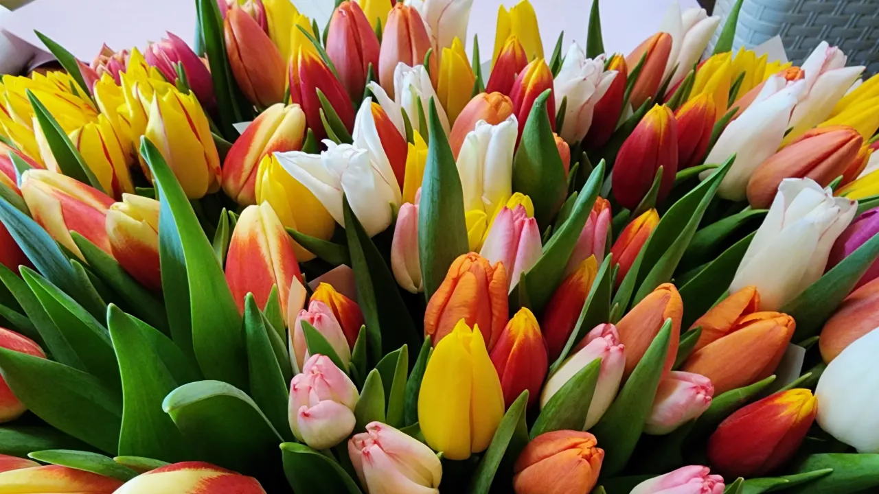 МедиаБанк Подмосковья/Хавива Фонина