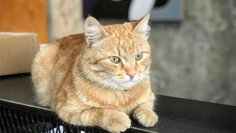 garagecat/instagram.com