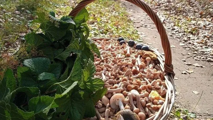 фото: соцсети