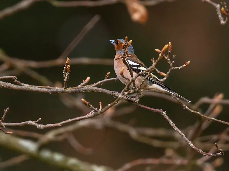 Фото: Антон Кондратюк