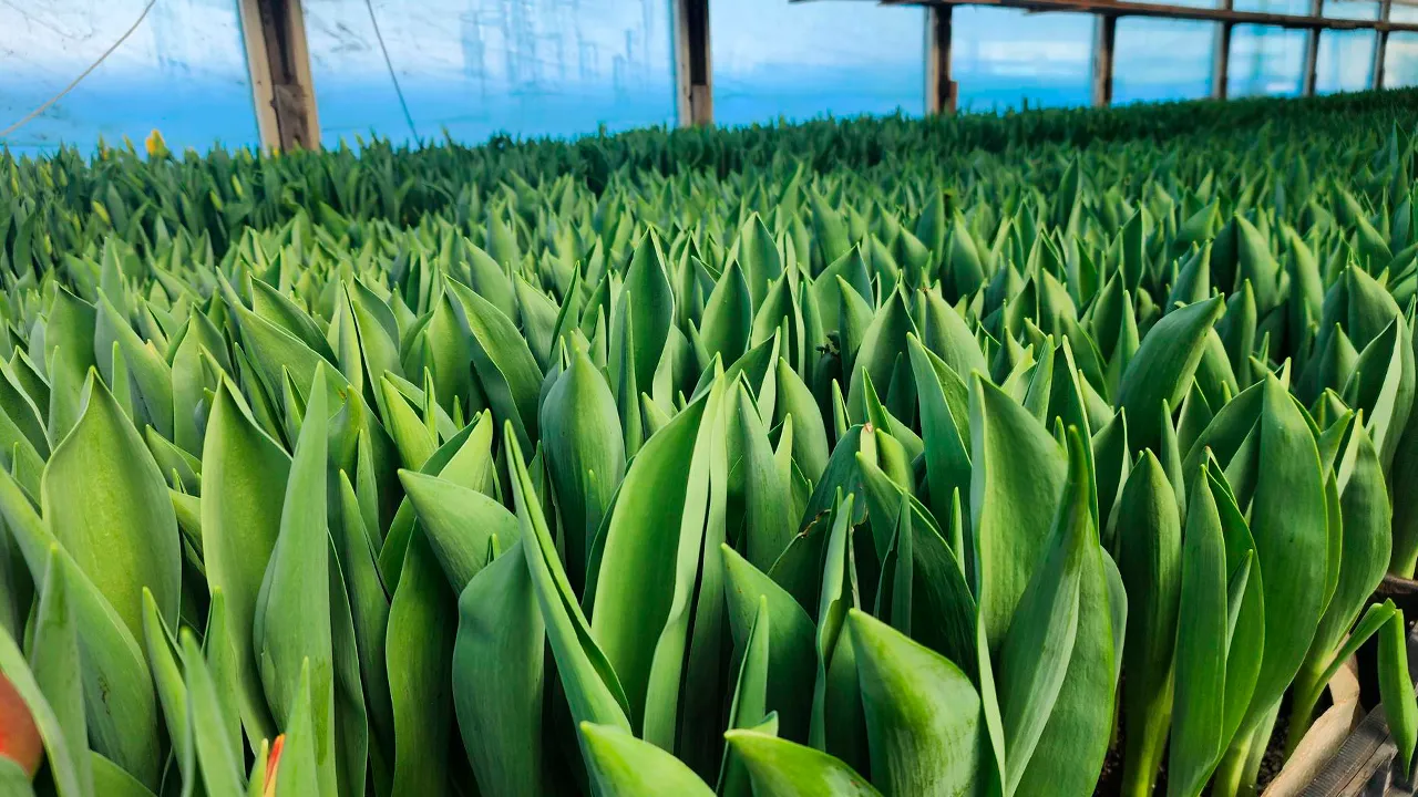 Станислав Орлов