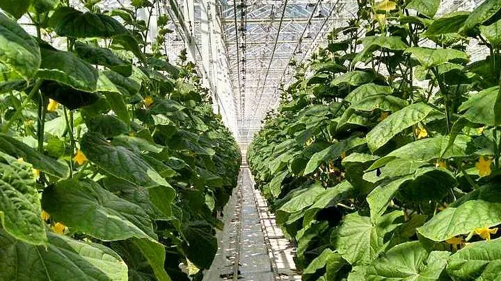 ООО «Луховицкие овощи»