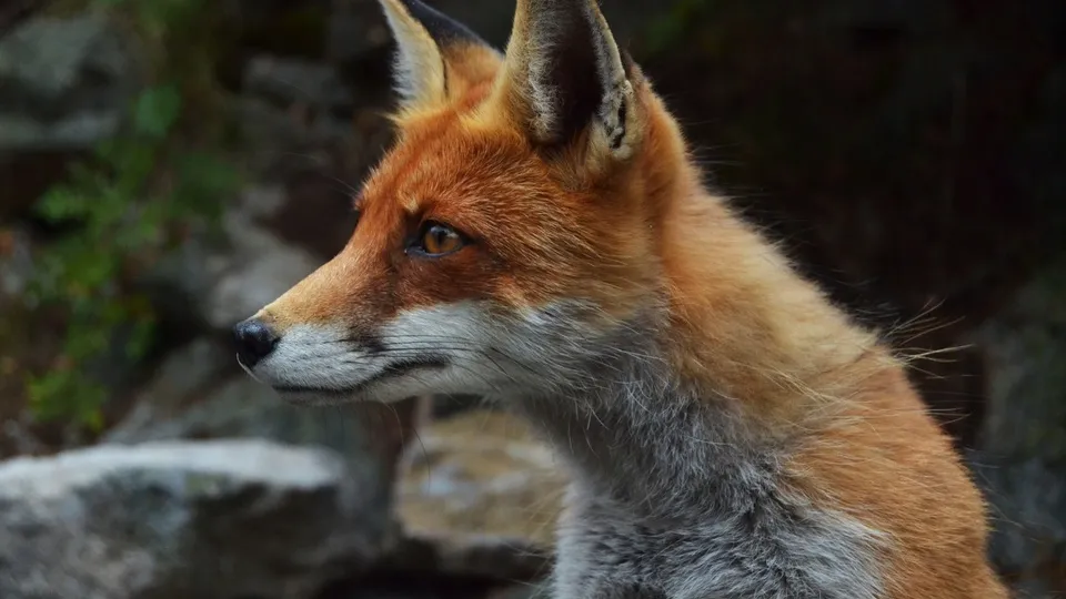 Фото: pxhere.com