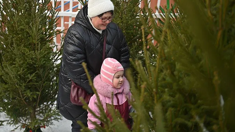 Почему лучше каждый год покупать живую елку — мнение эколога