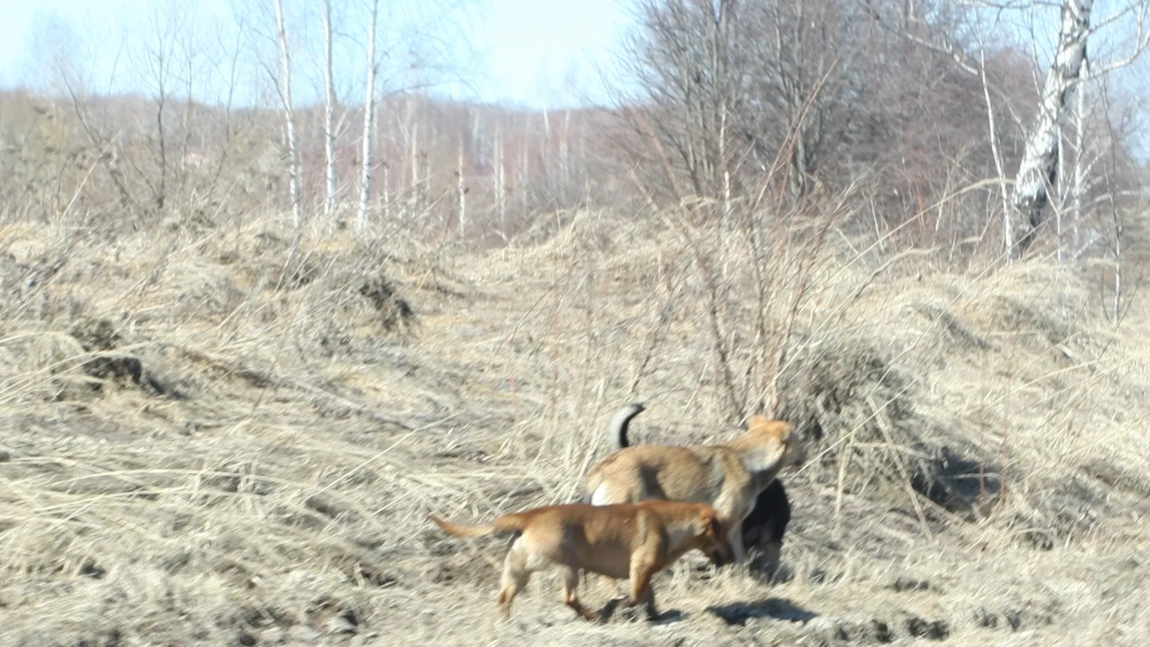 Фото: Владимир Лебедев