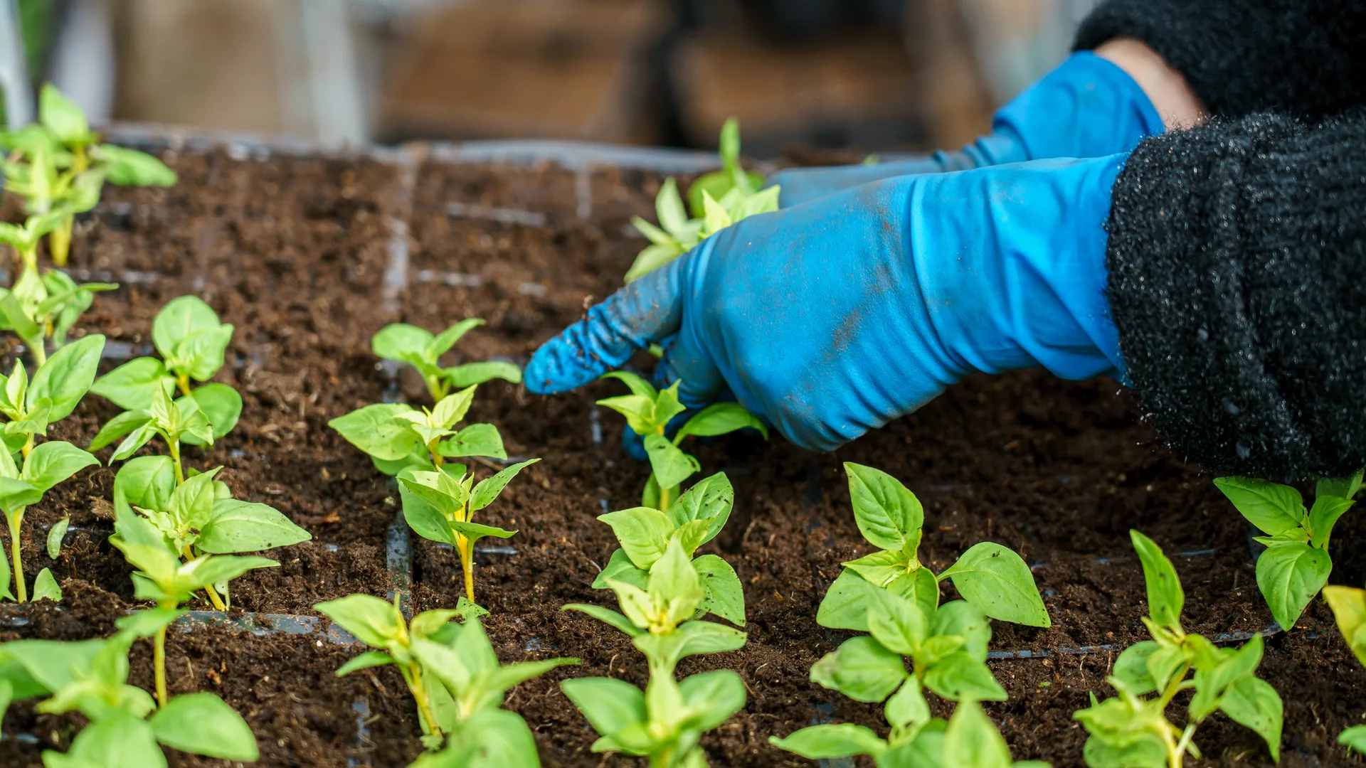 Раменский округ. ООО «Цветочная компания Харченко» в деревне Островцы