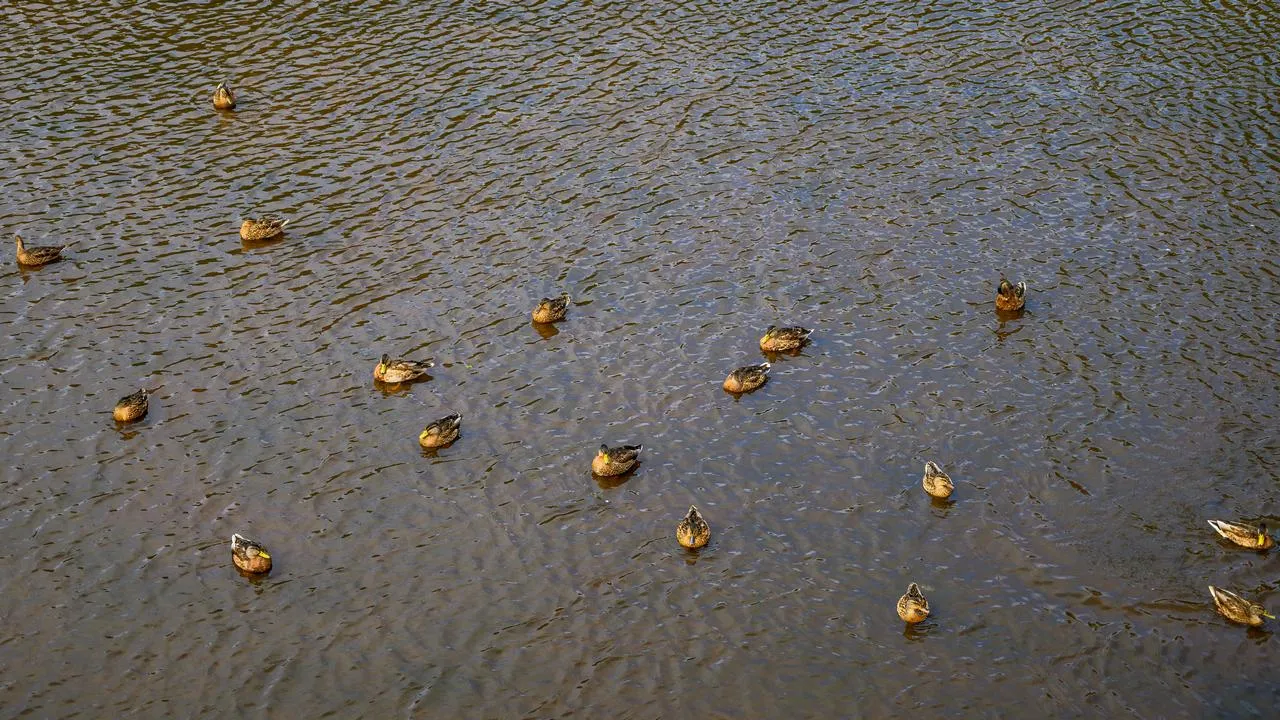 медиасток.рф