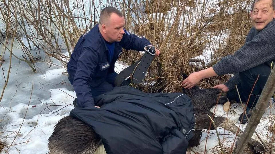 В Талдомском округе местные жители и спасатели вытянули из ледяной воды беременную лосиху