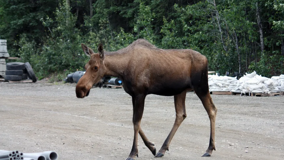 Фото: pxhere.com