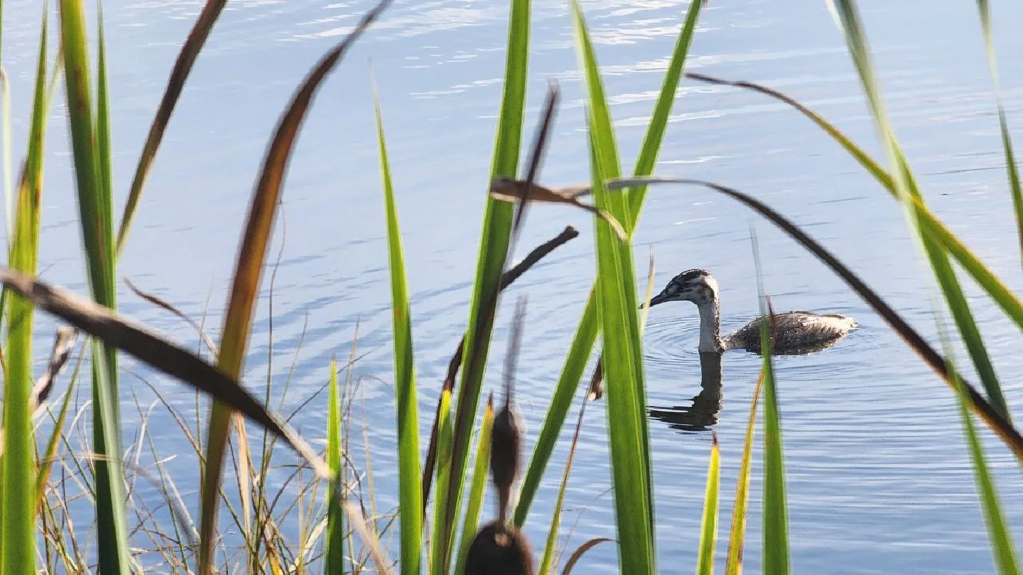 Фото: МедиаБанк Подмосковья/Владимир Киселев