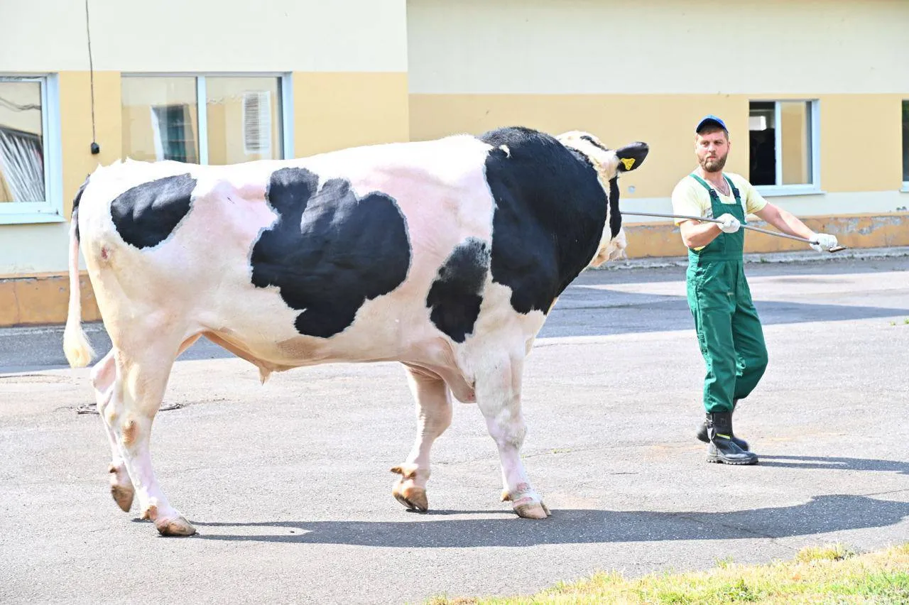 Фото:&nbsp;пресс-служба Министерства сельского хозяйства и продовольствия Московской области